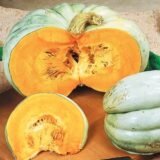 Волзький сірий насіння гарбуза (Україна) 10 г - Зображення 2