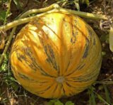 Голонасінний насіння гарбуза (GL Seeds) 15 шт - Зображення 3