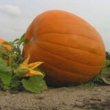 Жовтий велетень насіння гарбуза (Satimex) 8 шт - Зображення 2