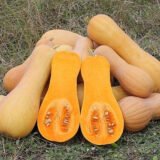 Новинка насіння гарбуза (Україна СДБ) 10 г - Зображення 2