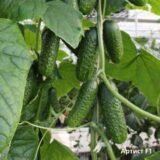 Огірок Артист F1, 10 шт. (Власне фасування з оригінального упакування), (Bejo Zaden).