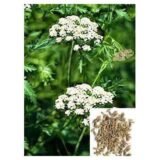 Аніс лікарський (Hem Zaden) 0.5 г - Зображення 2