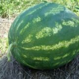 Варда F1 насіння кавуна раннього (Hazera) 8 шт - Зображення 3