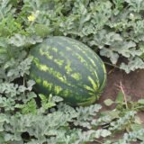 Варда F1 насіння кавуна раннього (Hazera) 8 шт - Зображення 2