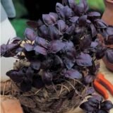 Червоний Рубін насіння базиліка 0,2,  (Hem Zaden). - Зображення 2