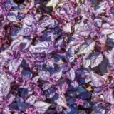 Червоний Рубін насіння базиліка 0,2,  (Hem Zaden). - Зображення 3