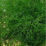 Мамонт насіння кропу 2 г (Садиба) - Зображення 2