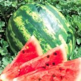 Кримсон Світ насіння кавуна середнього  GSN Semences(Франція) 10 г. - Зображення 3