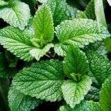 Спермінт насіння м'яти перцевої (Hem Zaden) 0.1 г - Зображення 2