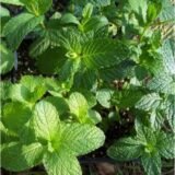 Спермінт насіння м'яти перцевої (Hem Zaden) 0.1 г - Зображення 3