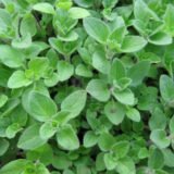 Майоран (Орегано) насіння (Hem Zaden) 0.1 г - Зображення 2