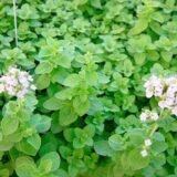 Майоран (Орегано) насіння (Hem Zaden) 0.1 г - Зображення 3