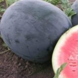 Ред Стар F1 насіння кавуна раннього (Nunhems) 5 шт - Зображення 3