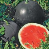 Ред Стар F1 насіння кавуна раннього (Nunhems) 5 шт - Зображення 2