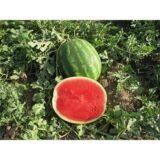 Талісман F1 насіння кавуна раннього (Nunhems) 5 шт - Зображення 3