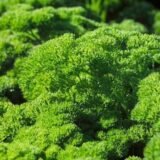 Ріна насіння петрушки кучерявої (Rijk Zwaan) 0.5 г - Зображення 2