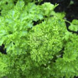 Ріна насіння петрушки кучерявої (Rijk Zwaan) 0.5 г - Зображення 3