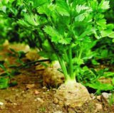 Президент насіння селери кореневої (Rijk Zwaan) 0.03 г - Зображення 2