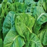 Шпинат 1026 F1, 10 г. (Власне фасування з оригінального упакування), (Pop Vriend Seeds).