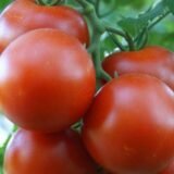 Кристал F1 насіння помідора індетермінантного (Clause) 8 шт. - Зображення 2