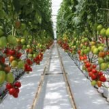 Томат Колібри F1, 10 шт (Clause, Франція) - Зображення 3