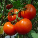 Ляна насіння помідора детермінантного (Садиба) 0.3 г - Зображення 2