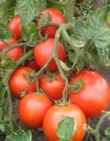 Червона шапочка насіння помідора детермінантного (Садиба центр) 0.1 г - Зображення 3