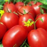 Де барао червоний насіння помідора (Садиба центр) 0.1 г - Зображення 2