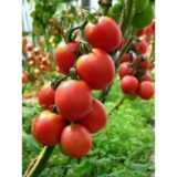 Де барао червоний насіння помідора (Садиба центр) 0.1 г - Зображення 3