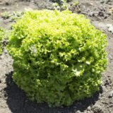 Локарно насіння салату (Rijk Zwaan) 30 шт - Зображення 3