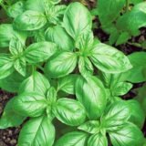 Базилік зелений 5 г - Зображення 2