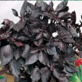 Темний Опал насіння базиліка (Hem Zaden) 0.5 г - Зображення 2