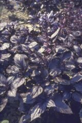 Темний Опал насіння базиліка (Hem Zaden) 0.5 г - Зображення 3