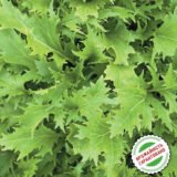 Гірчиця японська Зелена мізуна насіння (Hem Zaden) 0.3 г - Зображення 2