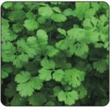 Насіння коріандра звичайного (кінзи) (Hem Zaden) 2 г - Зображення 2