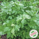 Любисток лікарський насіння (Hem Zaden) 0.1 г - Зображення 3