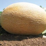 Амал F1 насіння дині (CLAUSE) 5 шт - Зображення 2