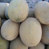 Амал F1 насіння дині (CLAUSE) 5 шт - Зображення 3