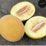 Радміла F1 насіння дині (YKSEL TOHUM) 5 шт - Зображення 3