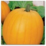 Гілея насіння гарбуза (Україна) 10 г - Зображення 2