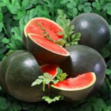 Шуга Бебі насіння кавуна (Satimex) 0.5 г - Зображення 3