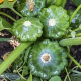 Старшіп F1 насіння патісону (Syngenta) 5 шт - Зображення 2