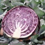 Рексома F1 насіння капусти червоноголової (Rijk Zwaan) 15 шт - Зображення 2