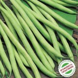 Кларон насіння квасолі спаржевої (Syngenta) 20 шт - Зображення 3