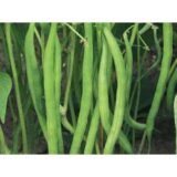 Серенгеті насіння квасолі спаржевої (Syngenta) 10 гр - Зображення 3