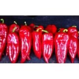 Іспанський насіння перцю солодкого (Servise plus (GSN) 20 шт - Зображення 3