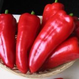 Іспанський насіння перцю солодкого (Servise plus (GSN) 20 шт - Зображення 2