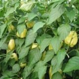 Нікіта F1 насіння перцю солодкого (Clause) 8 шт - Зображення 3