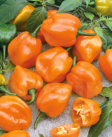 Хабанера помаранчевий насіння перцю гіркого (Satimex СДБ) 8 шт - Зображення 5