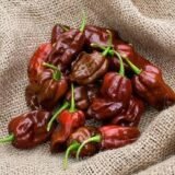 Хабанера шоколадний насіння перцю гіркого (Satimex СДБ) 8 шт - Зображення 4